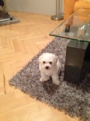 Miky